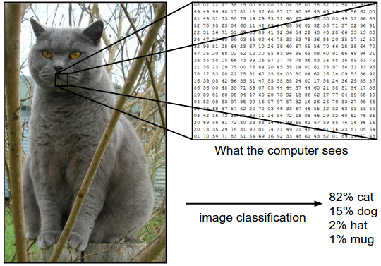 imageClassificationCatExample